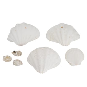 (10 Pc) Giant Clam, Scallop, and Oyster Shells