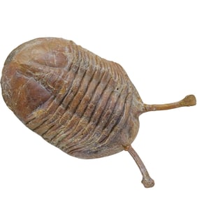 (2 Pcs) Trilobite Fossils Embedded in Stone