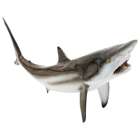 Faux Taxidermy Blacktip Shark Wall Mount