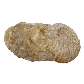 Large Ammonite Fossil