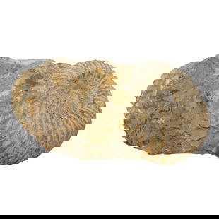 Large Ammonite Fossil: Large Ammonite FossilContinentalThis is a fossil of an ammonite embedded in matrix stone. The specimen displays prominent ribbing.H: 3 1/2" W: 11 1/2"