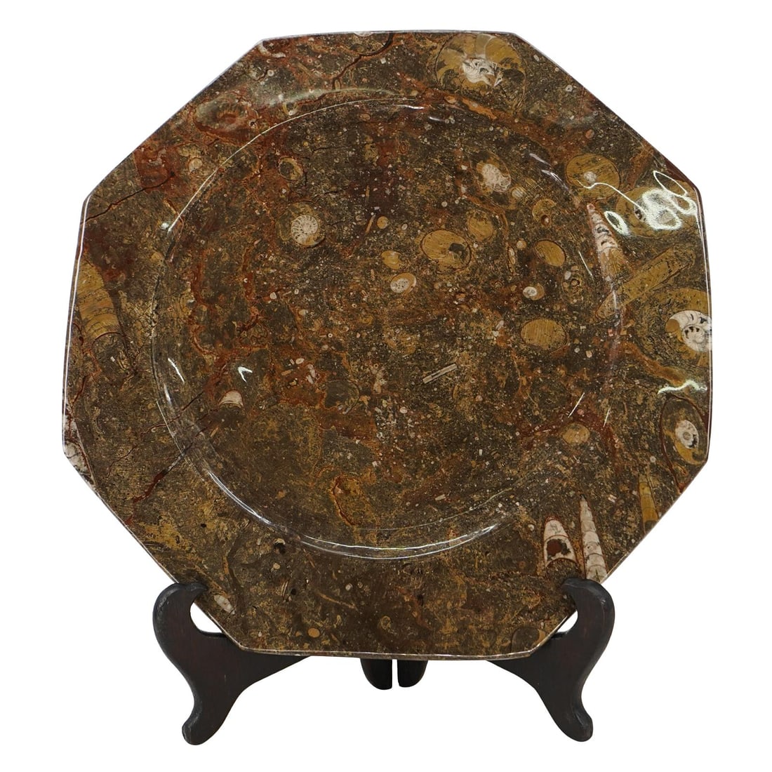 Polished Fossilized Ammonite Plate (1 of 4)