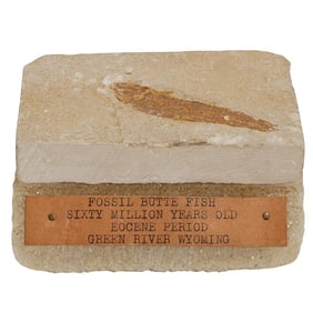 Fossilized Butte Fish