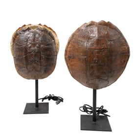 Attr. J Antony Redmile Pair of Shell Lamps