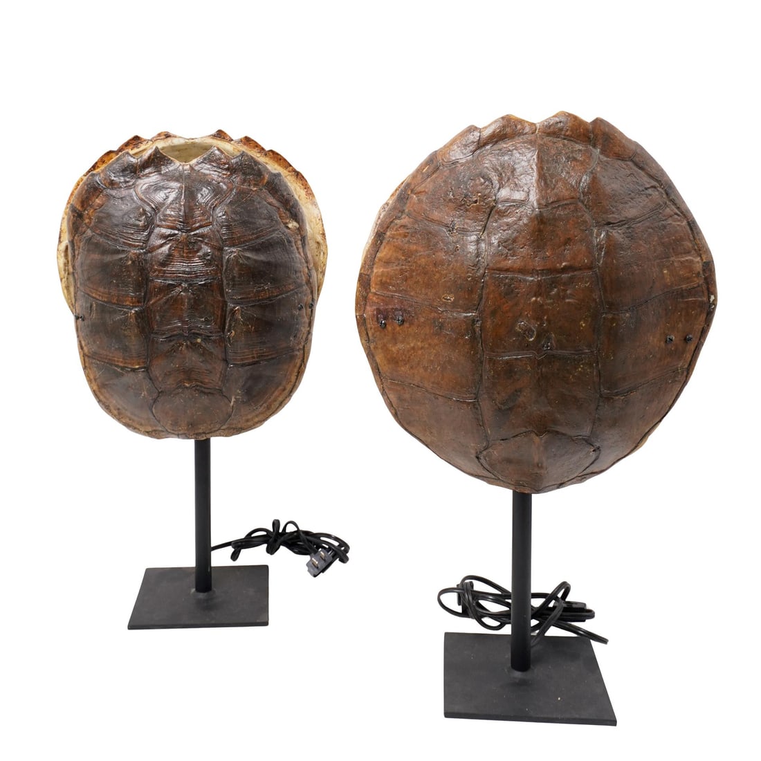 Attr. Anthony Redmile Pair of Shell Lamps (1 of 8)