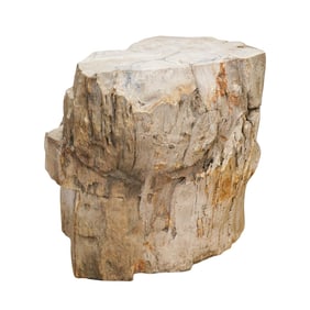 Large Slice of Petrified Wood