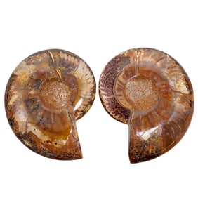 Pair of Polished Split Ammonite