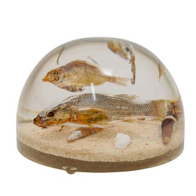 Vintage Lucite Seascape Preserved Fish Paperweight