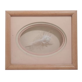 1930s Venus Comb Murex Shell Specimen On Shadow Box