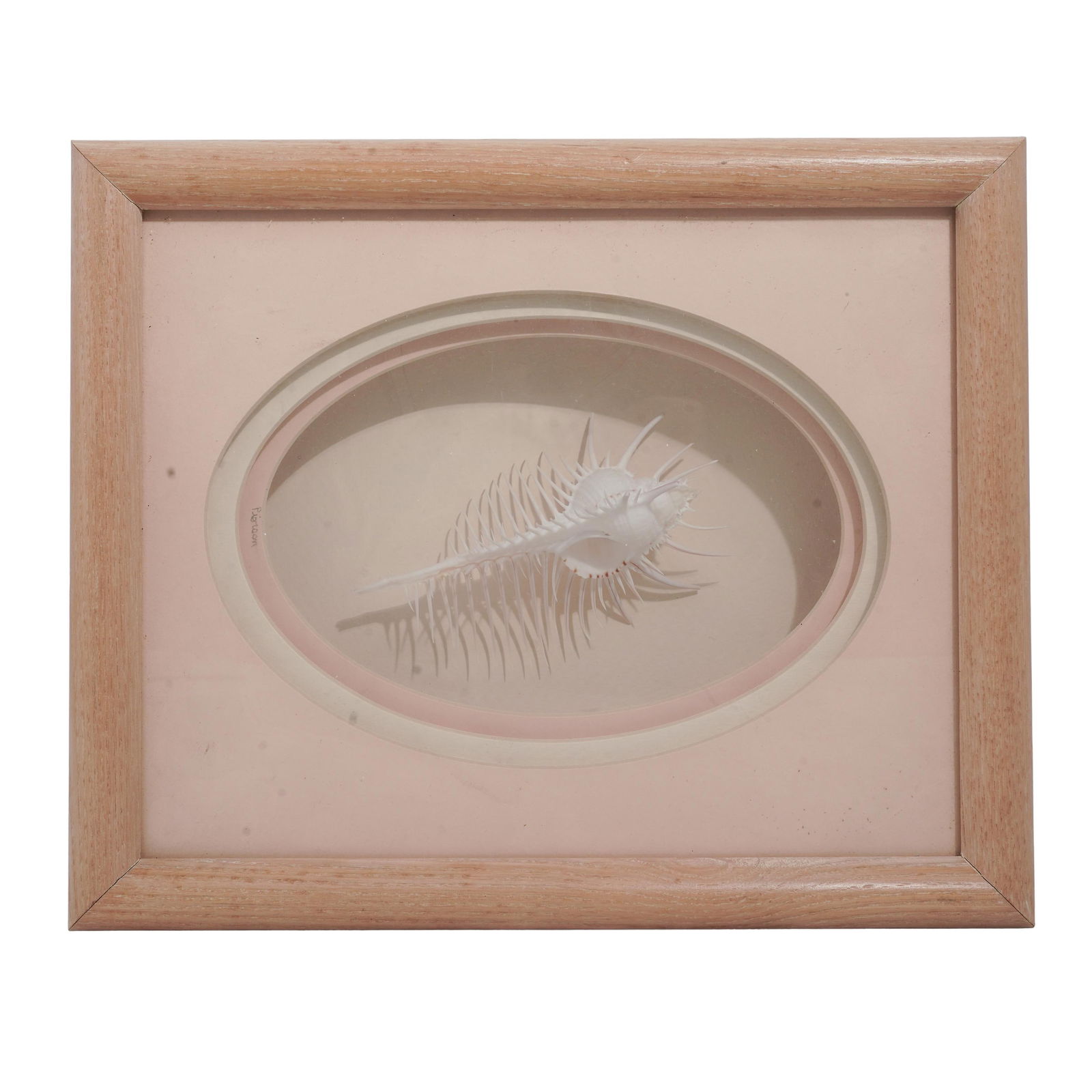 1930s Venus Comb Murex Shell Specimen On Shadow Box (1 of 4)
