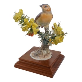 Royal Worcester Dorothy Doughty Redstart Gorse Hen Porcelain Bird Figurine