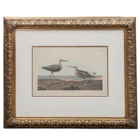 R Havell (English, 1793-1878) Engraving After JJ Audubon "Long-Legged Sandpiper"
