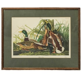 J.B. Fischer Co. Audubon “Mallard Duck?? Lithograph