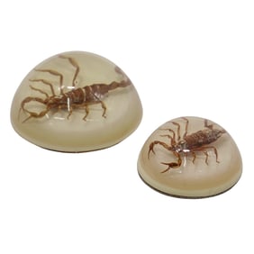 (2 Pc) Scorpion Lucite Encased Paperweights