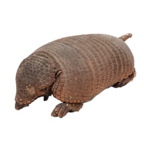 Vintage Armadillo taxidermy