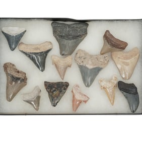 Framed Collection Of Fossil Shark Teeth