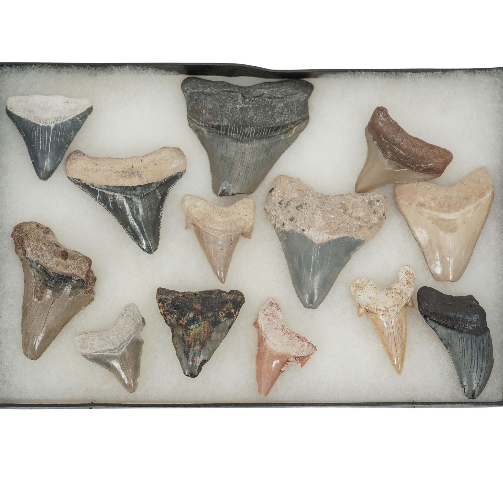 Framed Collection Of Fossil Shark Teeth: Framed Collection Of Fossil Shark TeethUSAThe collection contains teeth from various species, potentially including bull, tiger, sand tiger, and lemon sharks. The large, broad tooth in the center bott