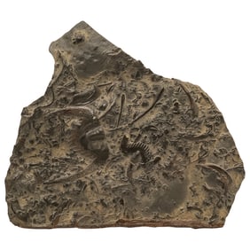 Fossiliferous Rock Matrix Turritella Snail Fossil