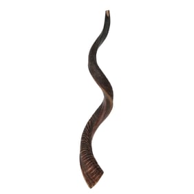 Israeli Horn Shofar