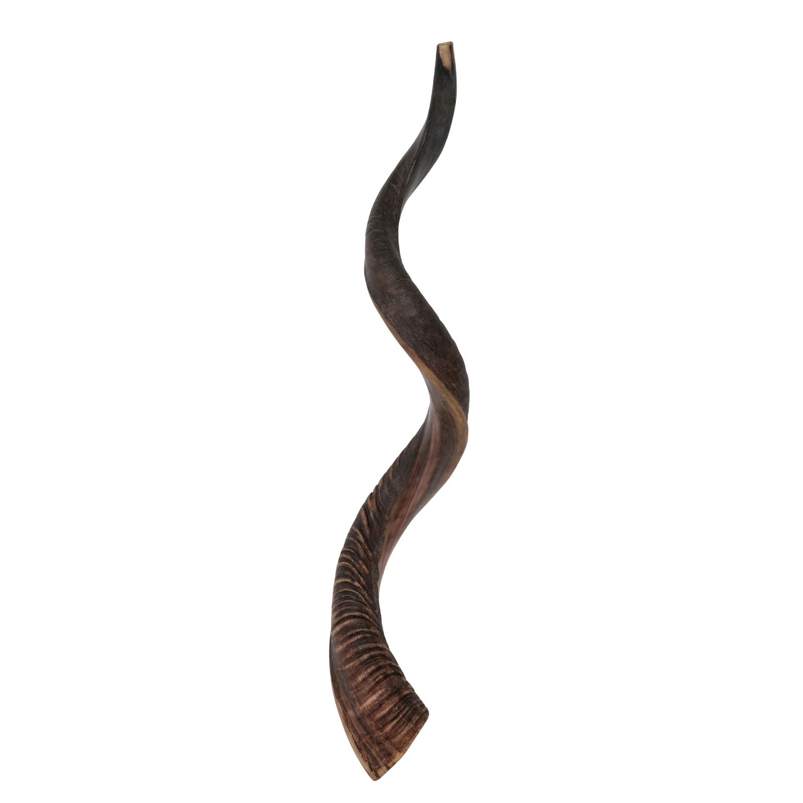 Israeli Horn Shofar (1 of 5)