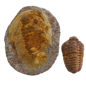 (2pc) Carved Stone Fossil Sculptures