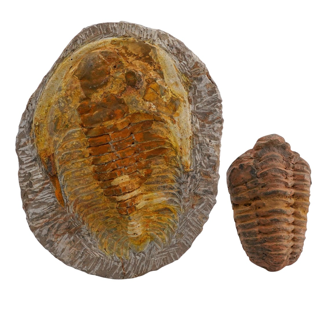 (2pc) Carved Stone Fossil Sculptures: (2pc) Carved Stone Fossil SculpturesLate 20th to early 21st Cent. MoroccoA group of two hand carved stones figures depicting trilobites.These contemporary carvings imitate the appearance of ancient fo