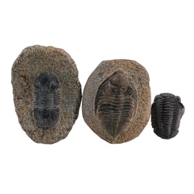 (3pc) Carved Stone Trilobite Fossil Sculptures