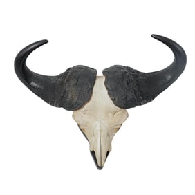 Mounted African Cape Buffalo Skull Taxidermy