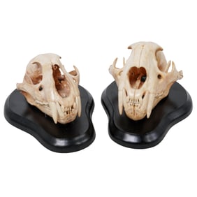 Pair of Mountain Lion Skulls Mounted on Wooden Plaques