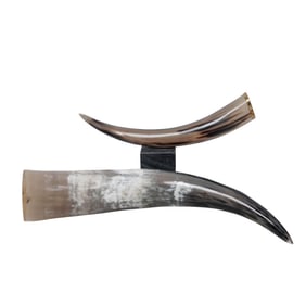 (2 Pc) Natural Polished Bull Horns