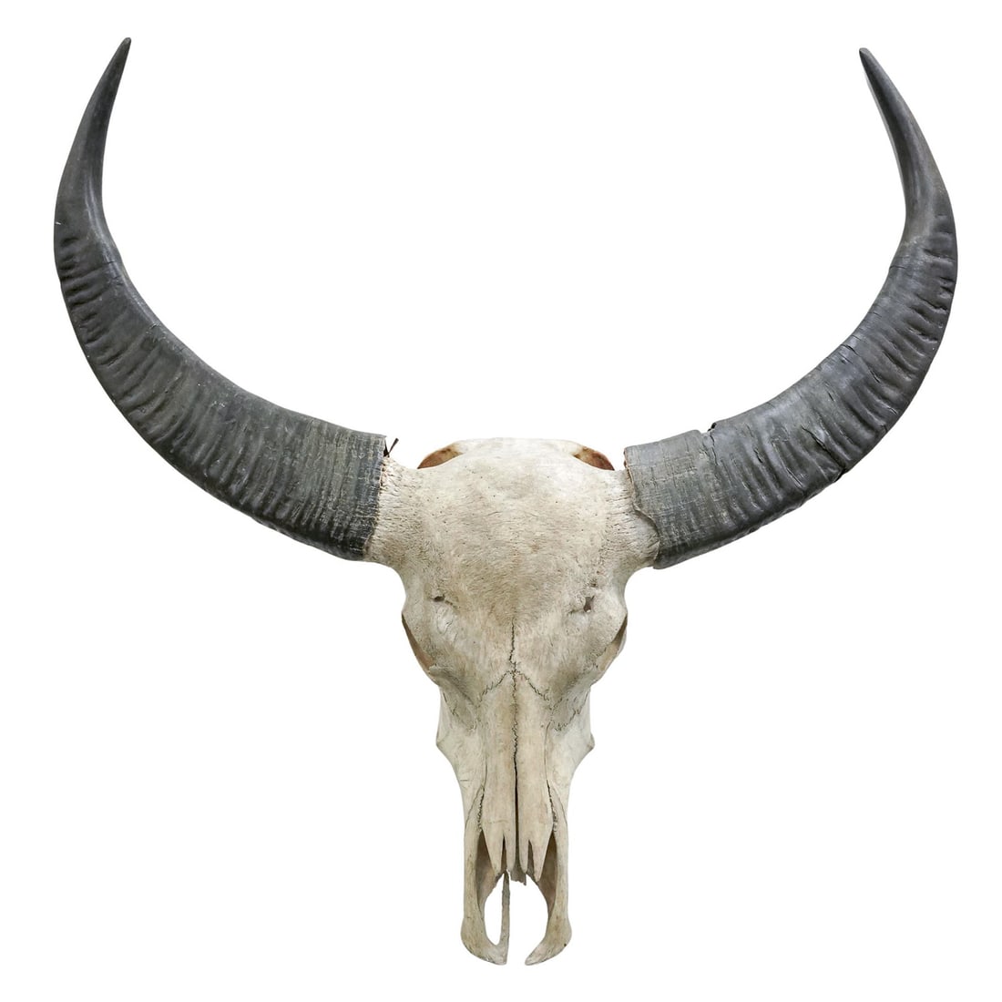 Taxidermy Water Buffalo Skull (1 of 11)