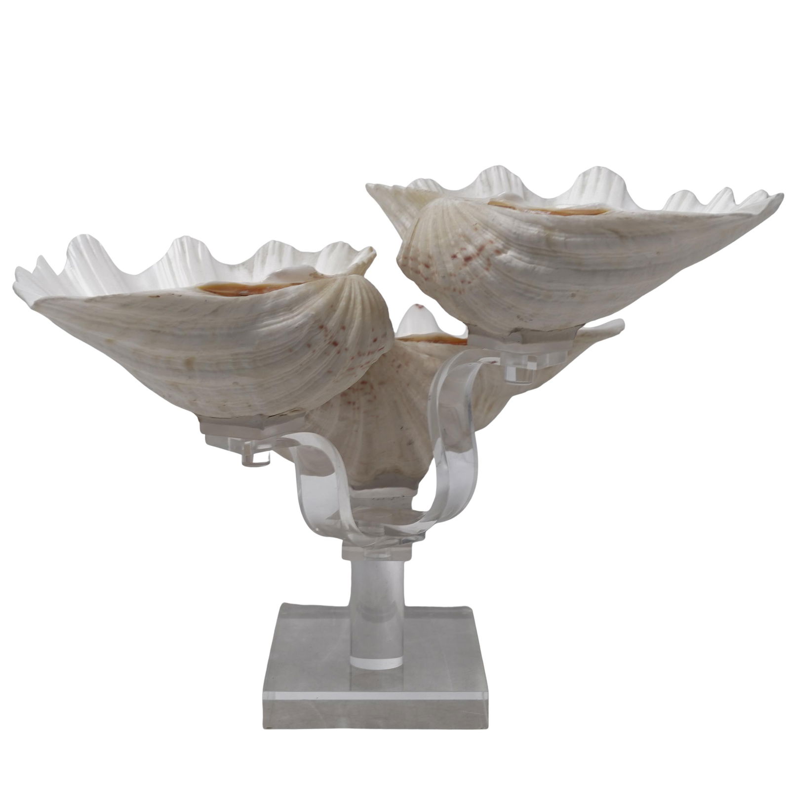 Natural Clam Shell Kinetic 3-Arm Display: Natural Clam Shell Kinetic 3-Arm DisplayLate 20th c.Tiered decorative display featuring large natural clam shells secured on rotating mounts to a clear lucite stand with three arms.Approx. H: 10" W: 1