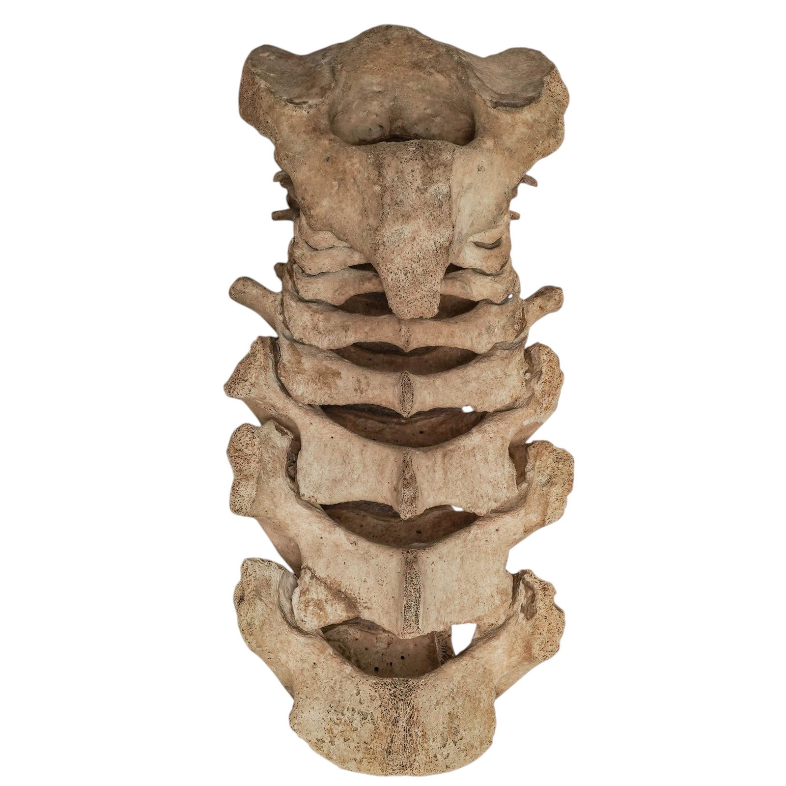 Large Fossilized Animal Vertebra Section (1 of 5)