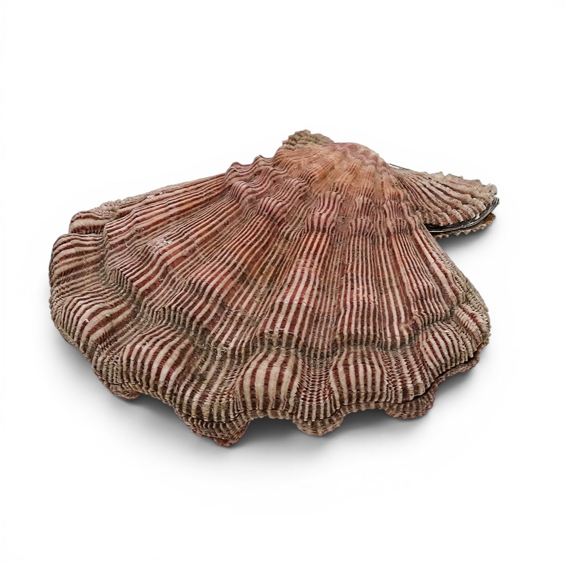 Vintage Shell Box with Sterling Hinge - 2