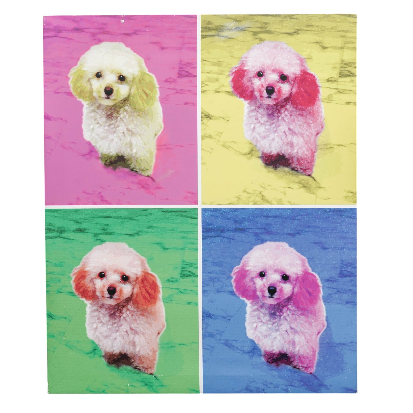 Andy Warhol Style 'Portrait of a Dog' Giclee on Canvas: Andy Warhol Style 'Portrait of a Dog' Giclee on Canvas Late 20th Century, USA Contemporary pop art style giclée on canvas depicting four colorful portraits of a toy poodle in the manner of Andy Warho