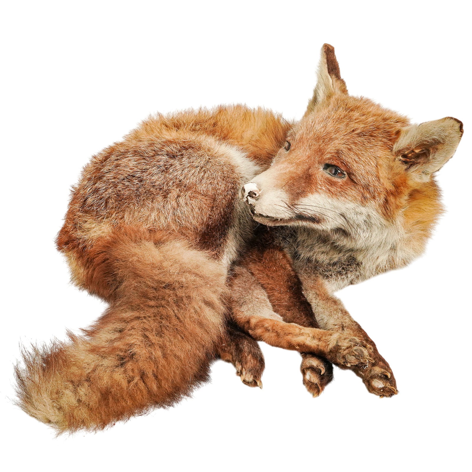 Vintage Red Fox Taxidermy (1 of 9)