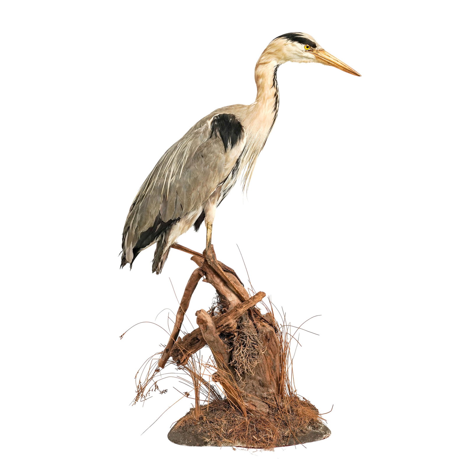Vintage Grey Heron Taxidermy Mount (1 of 15)