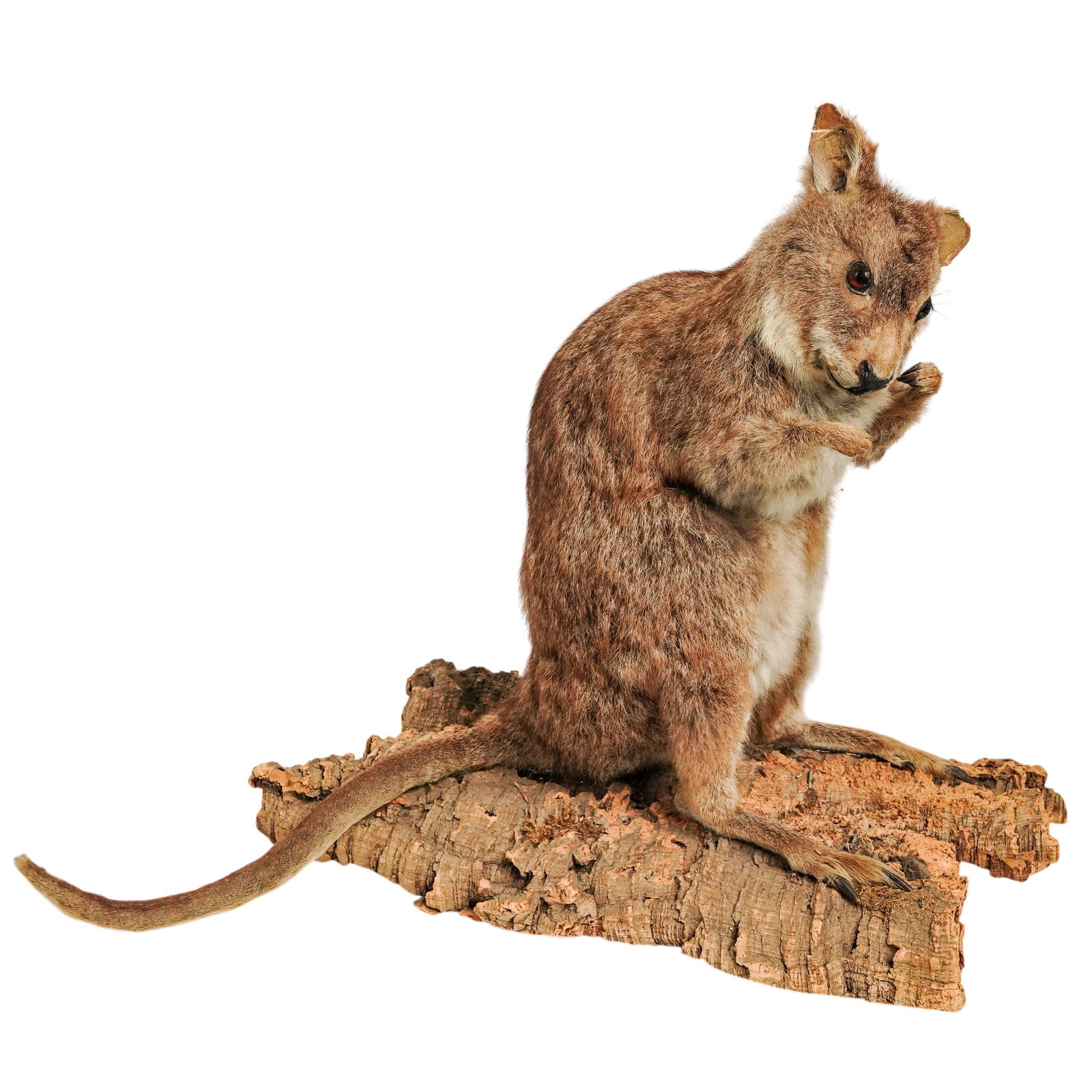 Vintage Parma Wallaby Taxidermy Mount: Vintage Parma Wallaby Taxidermy Mount Mid 20th Cent. Australian A life-size taxidermy mount of a small marsupial, which appears to be a Parma wallaby. The specimen is posed in an upright, lifelike "si