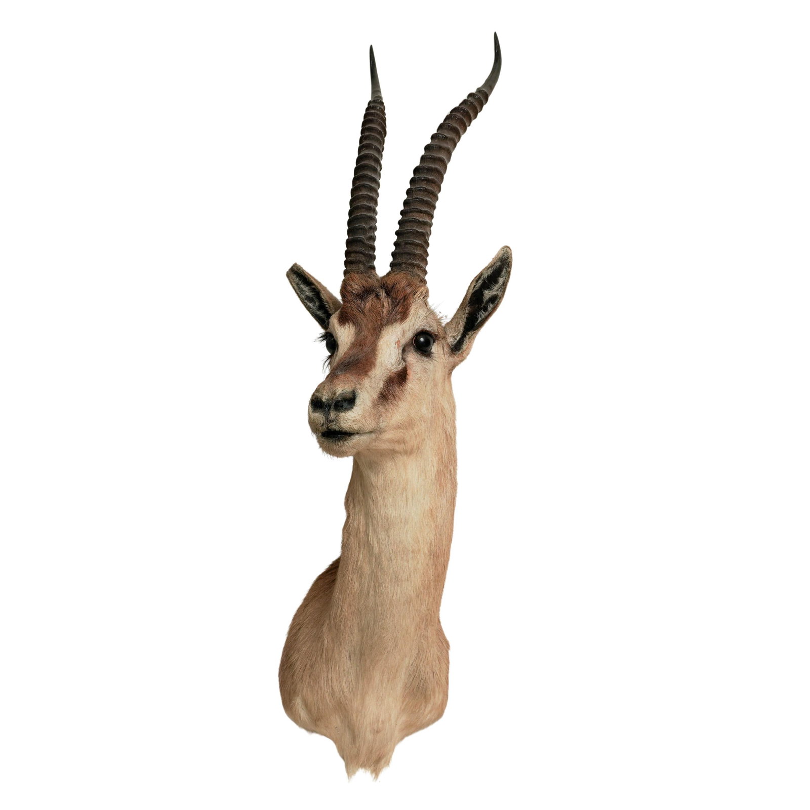 Gazelle Head Taxidermy Mount (1 of 7)