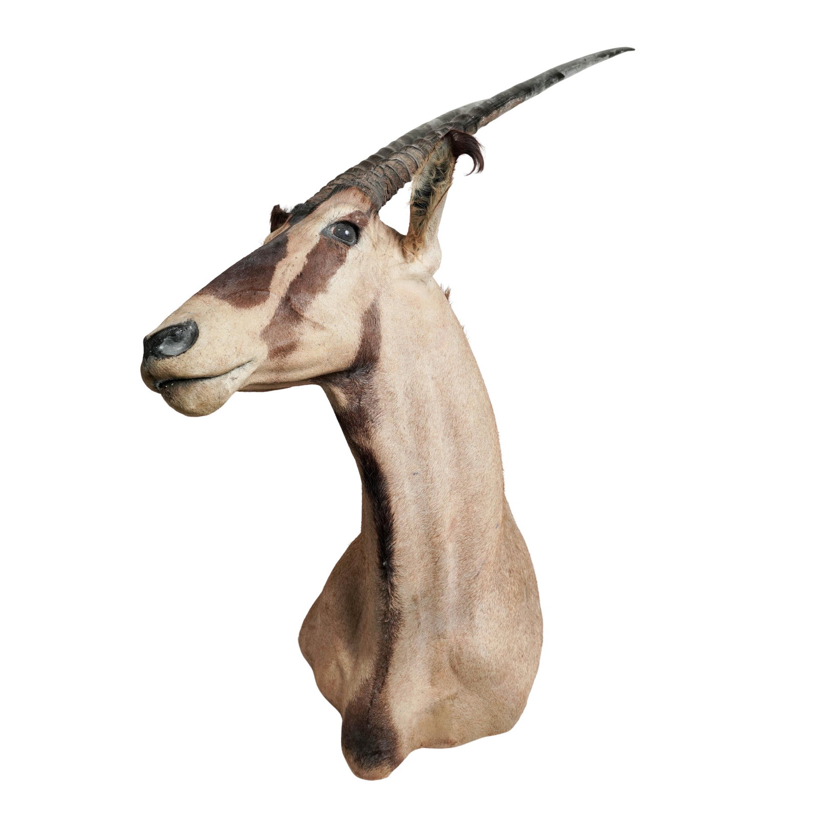 Oryx Taxidermy Shoulder Mount (1 of 12)