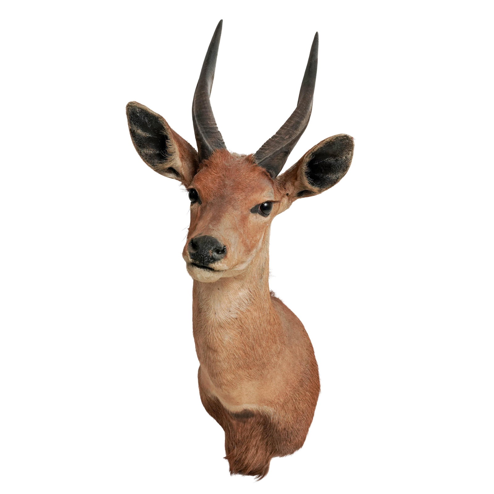 Vintage Bushbuck Shoulder Taxidermy Mount (1 of 10)