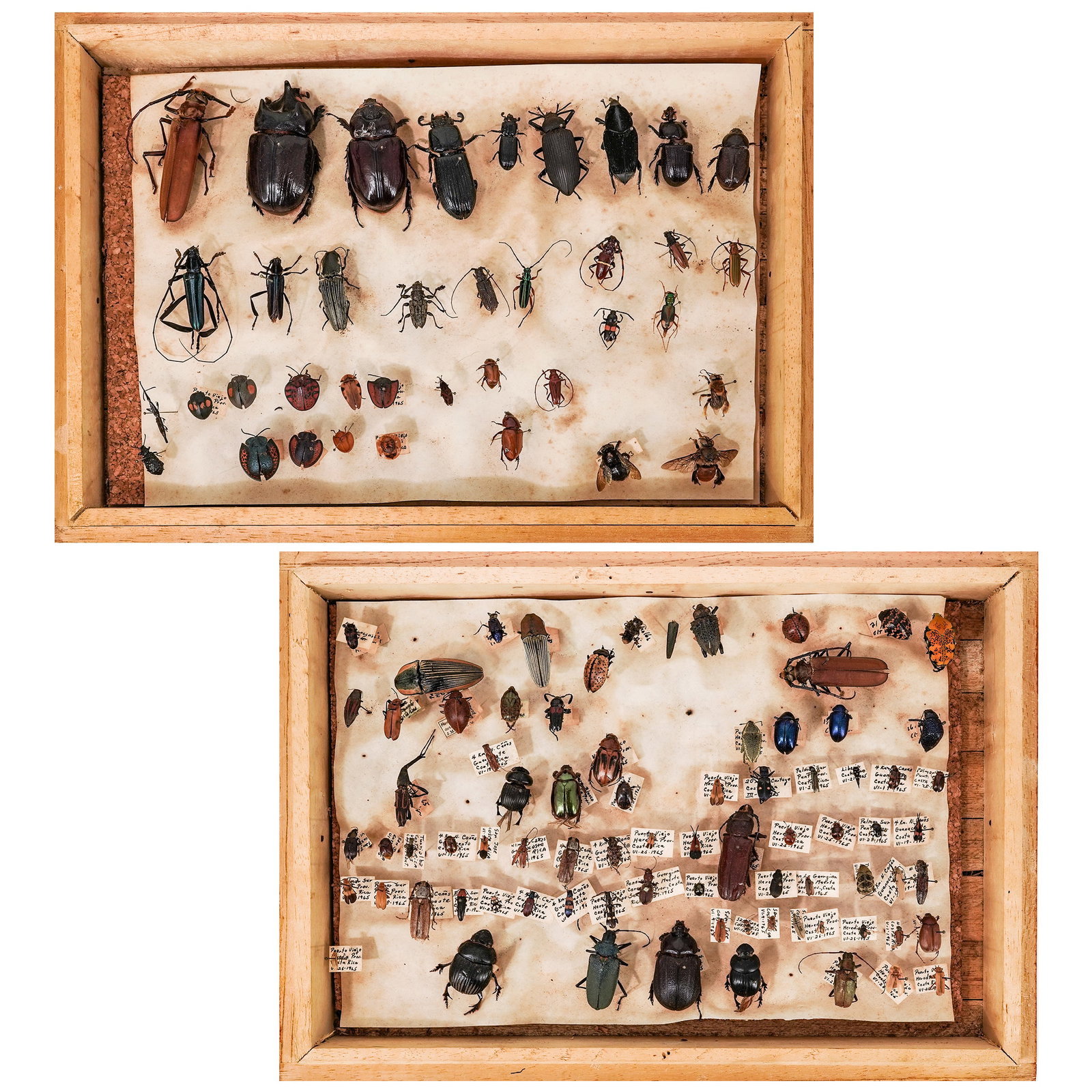 (2 pcs) JM Kingsolver Entomology Specimen Display Boxes: (2 pcs) JM Kingsolver Entomology Specimen Display Boxes Mid 20th century A set of two research entomology specimen display boxes. Specimens are each hand labeled, with scientific name, origin, invento