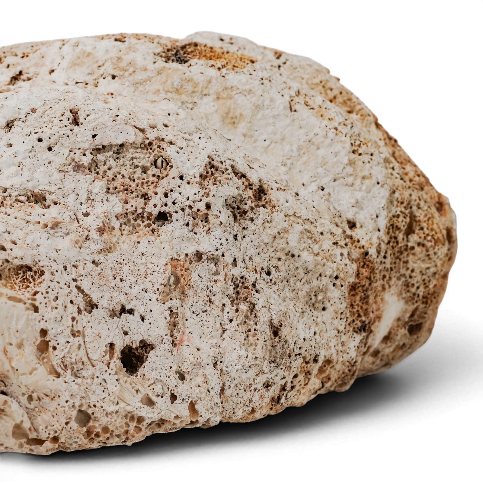 Large Tridacna Gigas Shell - 10
