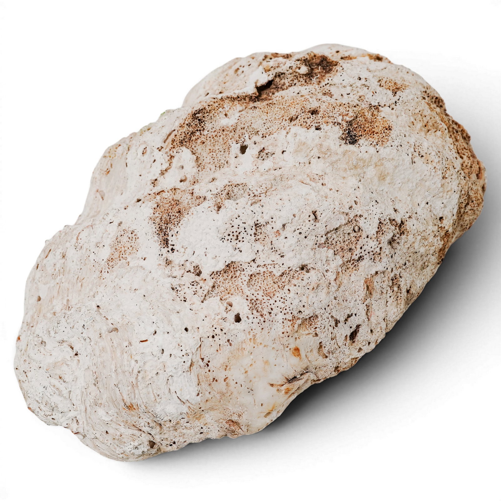 Large Tridacna Gigas Shell - 11