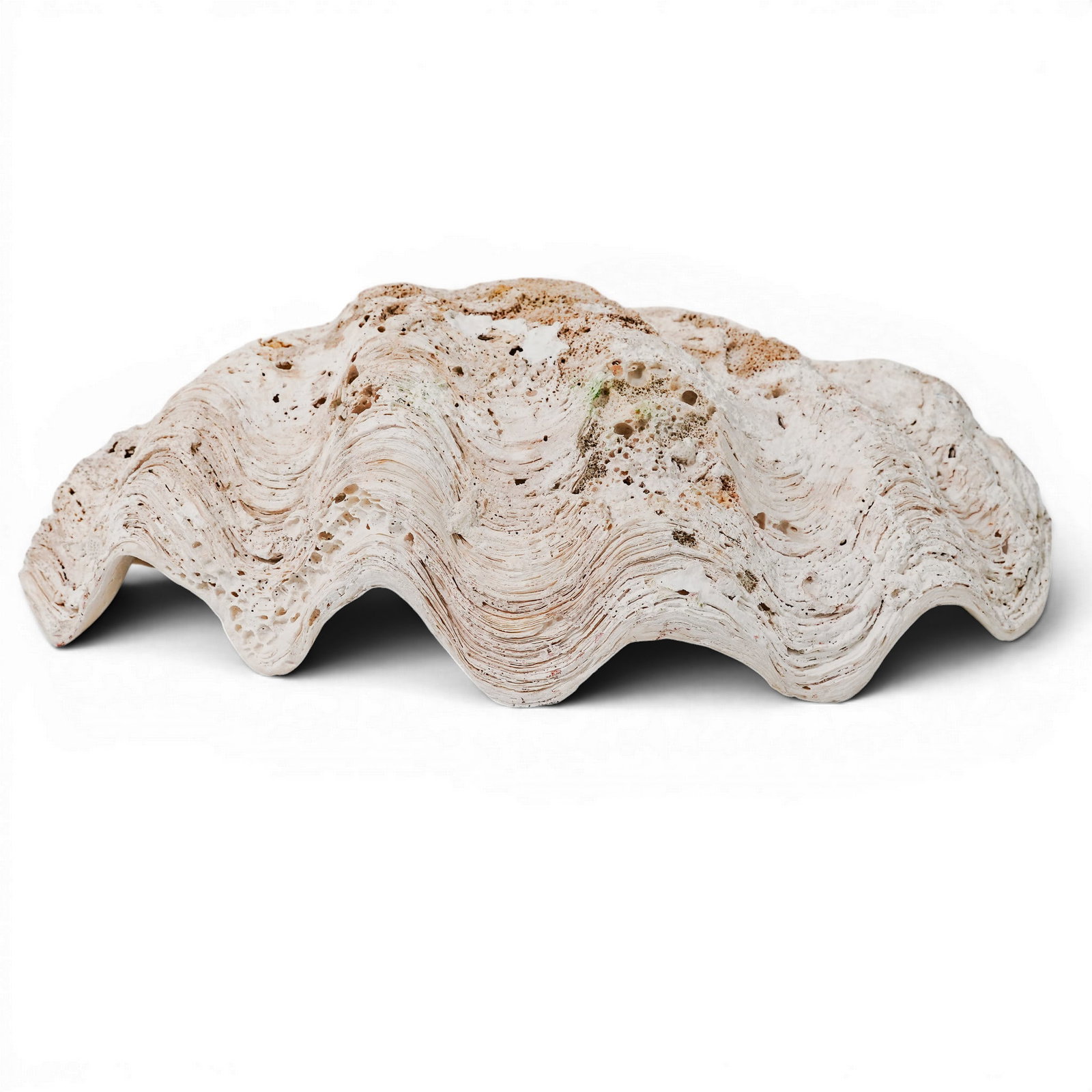 Large Tridacna Gigas Shell: Large Tridacna Gigas Shell Large Giant Clam Shell (Tridacna gigas), of naturalistic form with deeply fluted rim and textured exterior. L: 18" x W: 11" x H: 5.25"