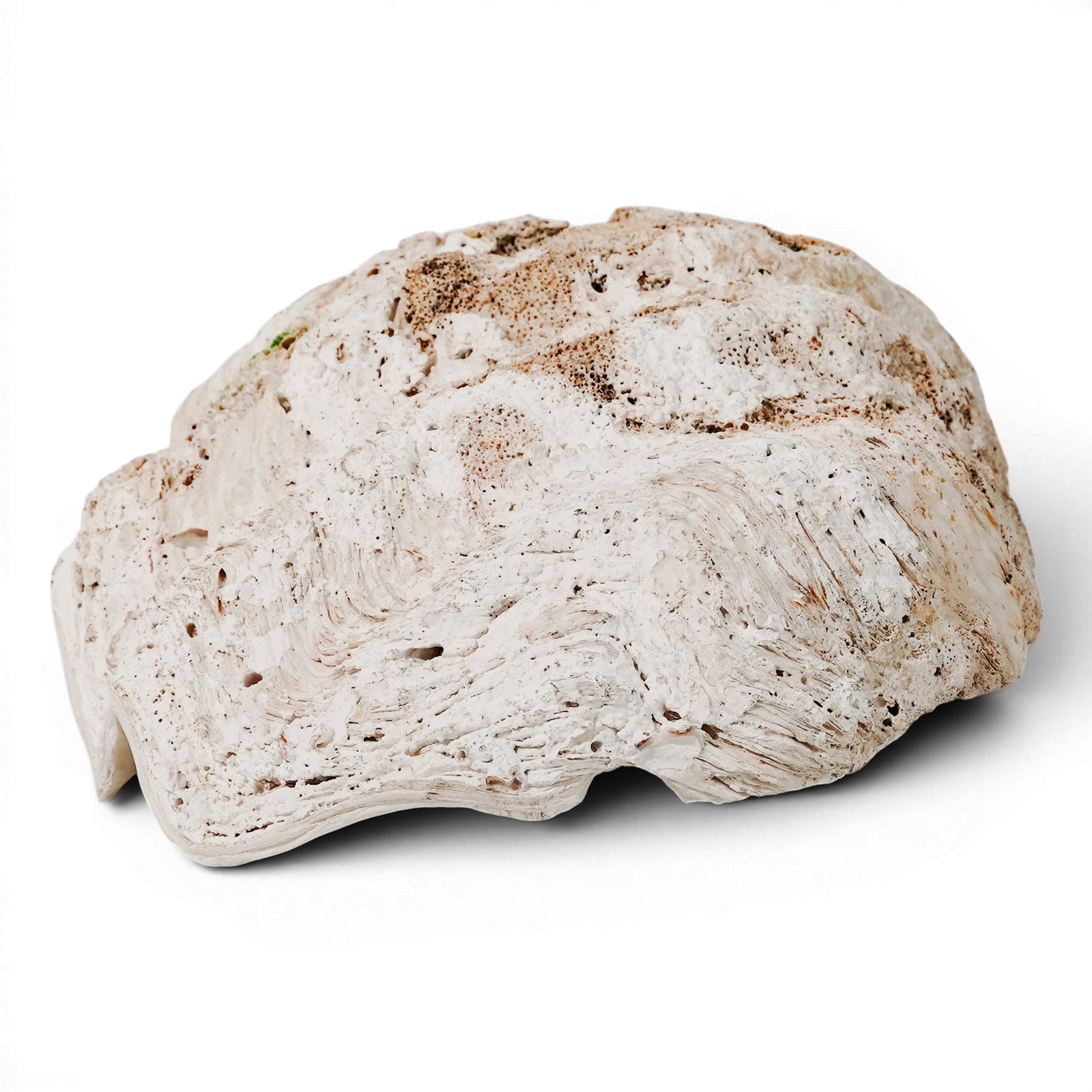 Large Tridacna Gigas Shell - 2
