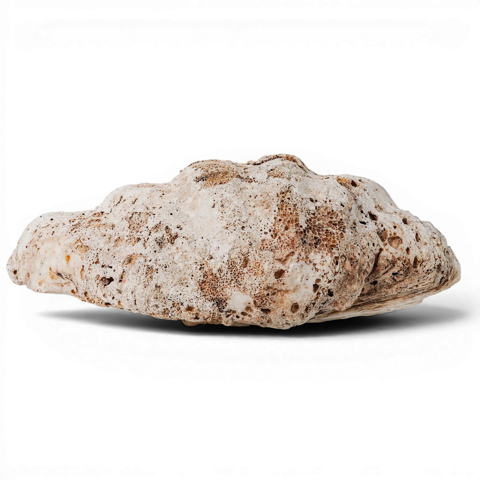 Large Tridacna Gigas Shell - 3