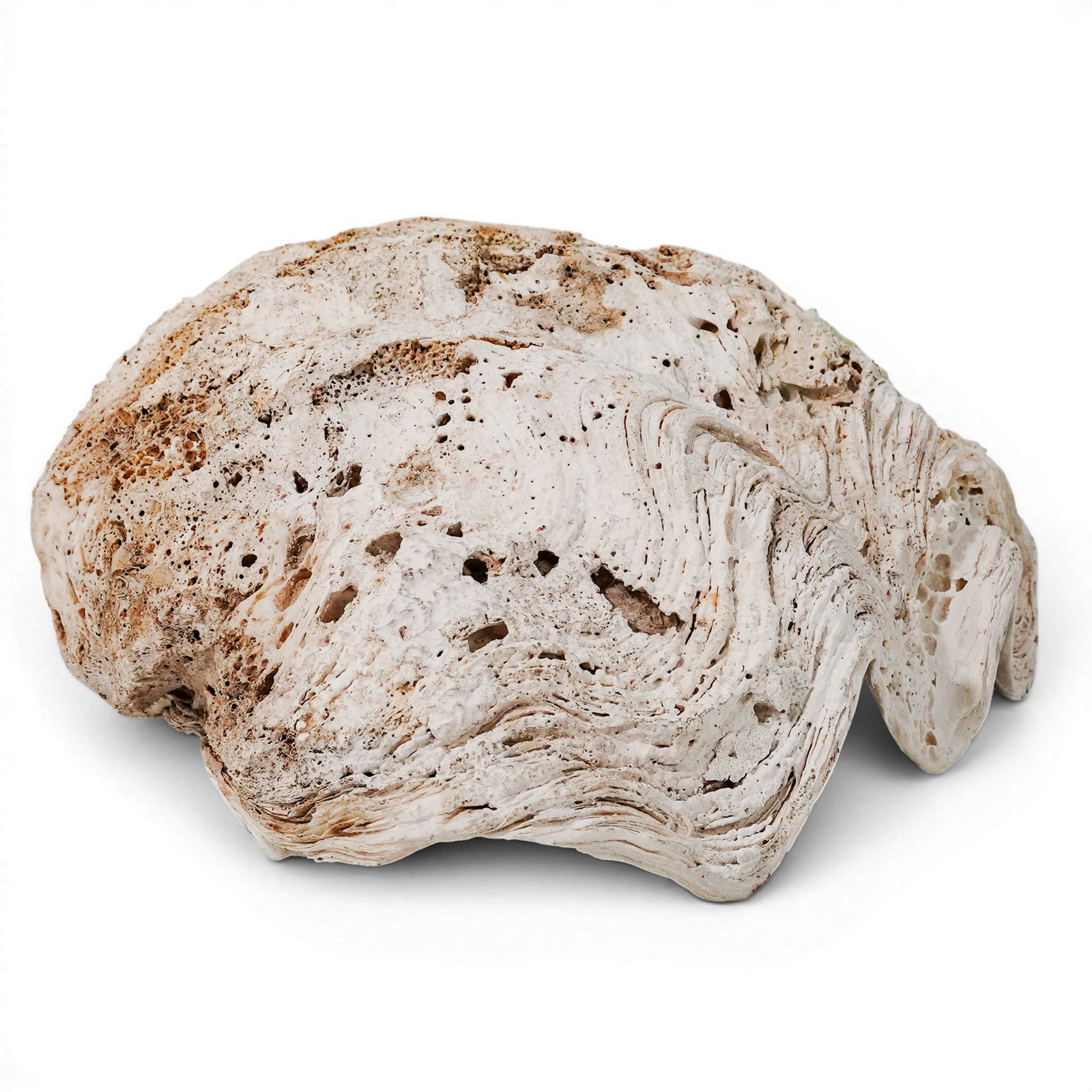 Large Tridacna Gigas Shell - 4