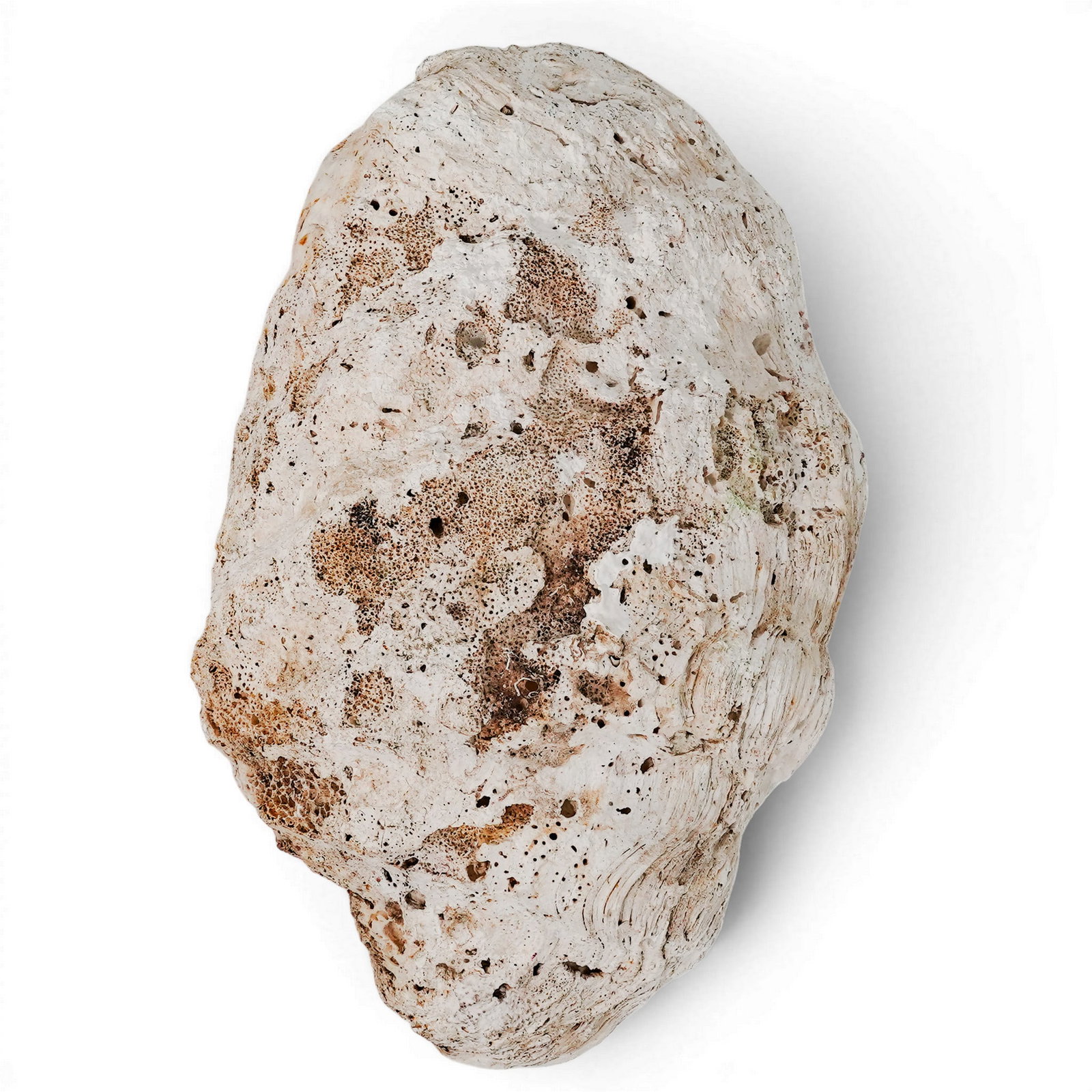 Large Tridacna Gigas Shell - 5