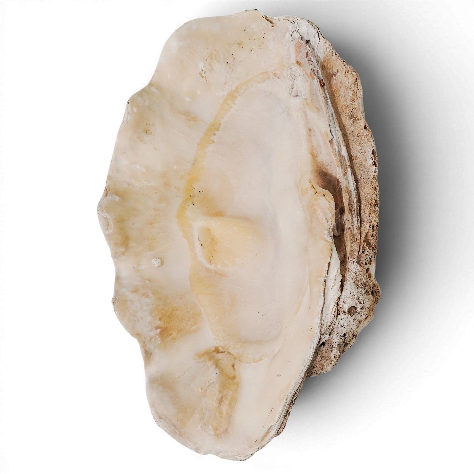 Large Tridacna Gigas Shell - 6